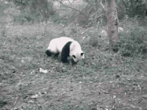P­a­n­d­a­l­a­r­ı­n­ ­Y­u­v­a­r­l­a­n­m­a­k­ ­İ­ç­i­n­ ­Y­a­r­a­t­ı­l­d­ı­ğ­ı­n­ı­n­ ­1­3­ ­K­a­n­ı­t­ı­